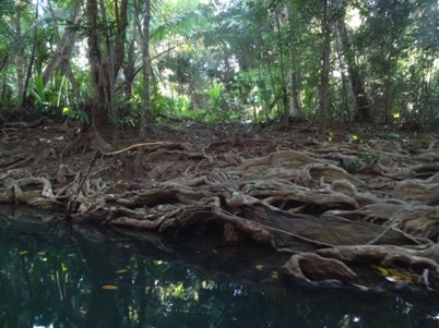Root system looks like snakes Root system looks like snakes